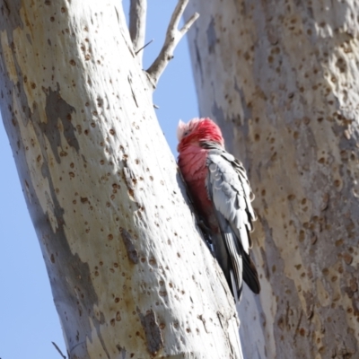 Eolophus roseicapilla (Galah) at Molonglo River Reserve - 26 Aug 2023 by JimL