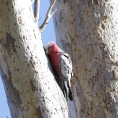 Eolophus roseicapilla at Belconnen, ACT - 27 Aug 2023