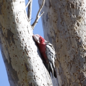 Eolophus roseicapilla at Belconnen, ACT - 27 Aug 2023