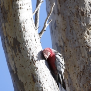 Eolophus roseicapilla at Belconnen, ACT - 27 Aug 2023