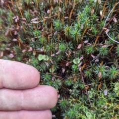 Unidentified Moss, Liverwort or Hornwort at Tuggeranong, ACT - 27 Aug 2023 by JP95