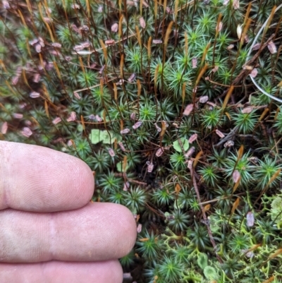 Unidentified Moss, Liverwort or Hornwort at Tuggeranong, ACT - 27 Aug 2023 by JP95
