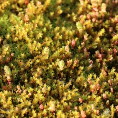 Unidentified Moss, Liverwort or Hornwort at West Wodonga, VIC - 20 Aug 2023 by KylieWaldon