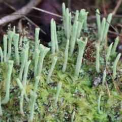 Unidentified Moss, Liverwort or Hornwort at West Wodonga, VIC - 19 Aug 2023 by KylieWaldon