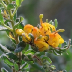 Grevillea alpina (Mountain Grevillea / Cat's Claws Grevillea) at Glenroy, NSW - 26 Aug 2023 by KylieWaldon