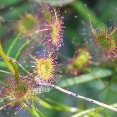 Drosera (genus) (A Sundew) at Albury, NSW - 26 Aug 2023 by KylieWaldon