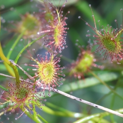 Drosera (genus) (A Sundew) at Albury, NSW - 26 Aug 2023 by KylieWaldon