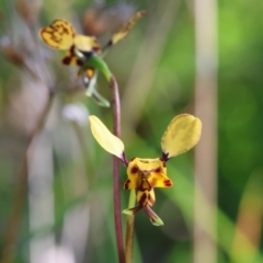 Diuris pardina (Leopard Doubletail) at Albury, NSW - 26 Aug 2023 by KylieWaldon