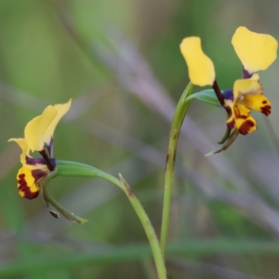 Diuris pardina (Leopard Doubletail) at Glenroy, NSW - 26 Aug 2023 by KylieWaldon