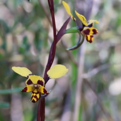 Diuris pardina (Leopard Doubletail) at Albury, NSW - 26 Aug 2023 by KylieWaldon