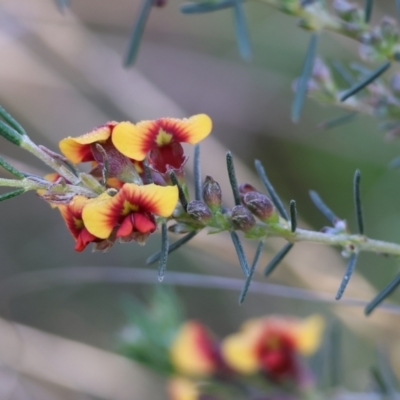 Dillwynia sericea (Egg And Bacon Peas) at Albury, NSW - 26 Aug 2023 by KylieWaldon