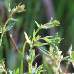 Gonocarpus tetragynus (Common Raspwort) at Albury, NSW - 26 Aug 2023 by KylieWaldon