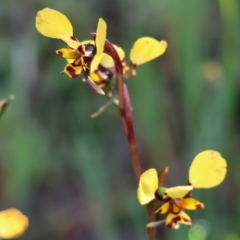 Diuris pardina (Leopard Doubletail) at Albury, NSW - 26 Aug 2023 by KylieWaldon