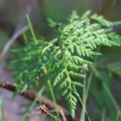 Cheilanthes austrotenuifolia (Rock Fern) at Albury, NSW - 26 Aug 2023 by KylieWaldon