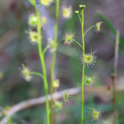 Drosera auriculata (Tall Sundew) at Albury, NSW - 26 Aug 2023 by KylieWaldon