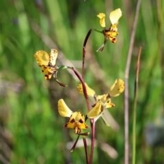 Diuris pardina (Leopard Doubletail) - 1 Jan 1900 by KylieWaldon