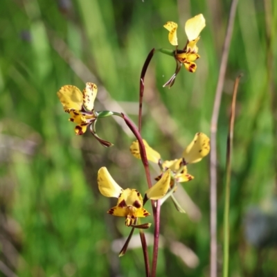 Diuris pardina (Leopard Doubletail) at Albury, NSW - 26 Aug 2023 by KylieWaldon