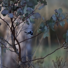 Malurus cyaneus (Superb Fairywren) at Whitlam, ACT - 27 Aug 2023 by JimL