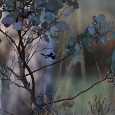Malurus cyaneus (Superb Fairywren) at Whitlam, ACT - 27 Aug 2023 by JimL