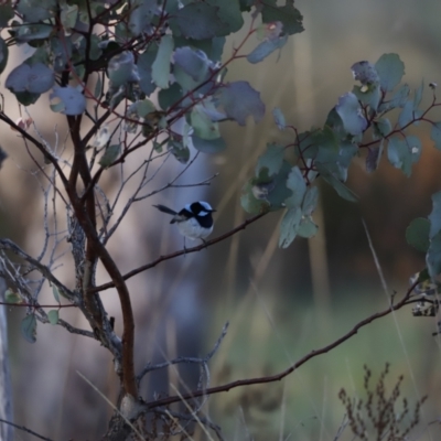 Malurus cyaneus (Superb Fairywren) at Kama - 26 Aug 2023 by JimL