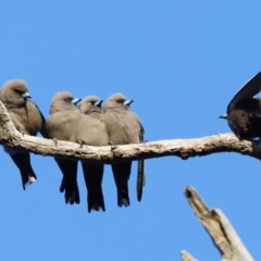 Artamus cyanopterus cyanopterus (Dusky Woodswallow) at Molonglo River Reserve - 26 Aug 2023 by JimL