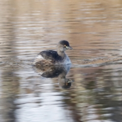 Tachybaptus novaehollandiae (Australasian Grebe) at Whitlam, ACT - 26 Aug 2023 by JimL