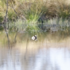 Tachybaptus novaehollandiae at Whitlam, ACT - 27 Aug 2023