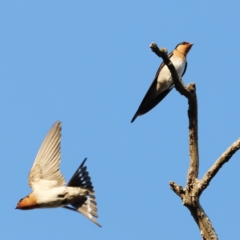 Hirundo neoxena (Welcome Swallow) at Whitlam, ACT - 26 Aug 2023 by JimL