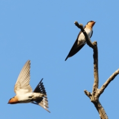 Hirundo neoxena (Welcome Swallow) at Whitlam, ACT - 27 Aug 2023 by JimL