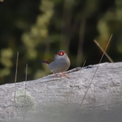 Neochmia temporalis (Red-browed Finch) at Belconnen, ACT - 26 Aug 2023 by JimL