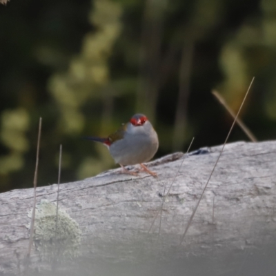 Neochmia temporalis (Red-browed Finch) at Belconnen, ACT - 27 Aug 2023 by JimL