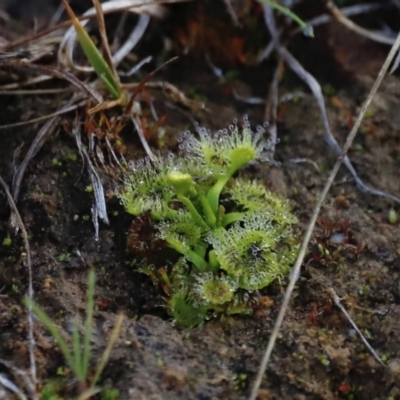 Drosera sp. (A Sundew) at Molonglo River Reserve - 26 Aug 2023 by JimL