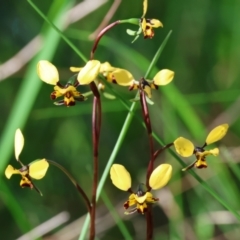 Diuris pardina (Leopard Doubletail) - 1 Jan 1900 by KylieWaldon