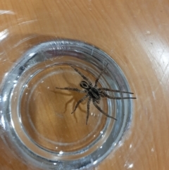 Unidentified Wolf spider (Lycosidae) at Ainslie, ACT - 27 Aug 2023 by MimiHowden