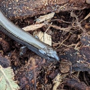 Hemiergis talbingoensis at Watson, ACT - 27 Aug 2023