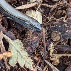 Hemiergis talbingoensis at Watson, ACT - 27 Aug 2023