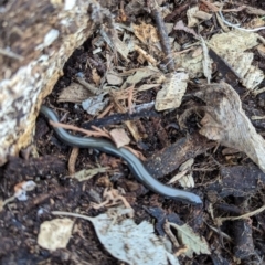 Hemiergis talbingoensis at Watson, ACT - 27 Aug 2023