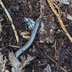 Hemiergis talbingoensis at Watson, ACT - 27 Aug 2023