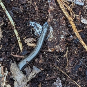 Hemiergis talbingoensis at Watson, ACT - 27 Aug 2023