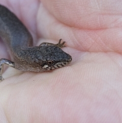 Saproscincus mustelinus (Weasel Skink) at Braidwood, NSW - 26 Aug 2023 by MatthewFrawley