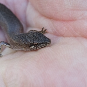 Saproscincus mustelinus at Braidwood, NSW - 26 Aug 2023