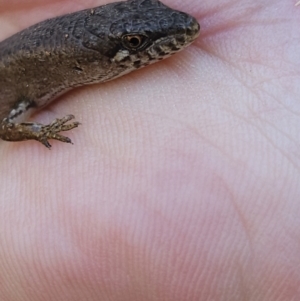 Saproscincus mustelinus at Braidwood, NSW - 26 Aug 2023