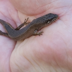 Saproscincus mustelinus at Braidwood, NSW - 26 Aug 2023