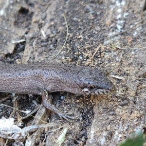 Saproscincus mustelinus at Braidwood, NSW - 26 Aug 2023