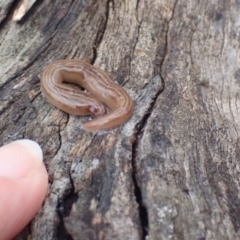 Fletchamia quinquelineata at Majura, ACT - 27 Aug 2023