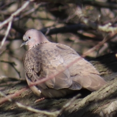 Spilopelia chinensis (Spotted Dove) at Braidwood, NSW - 26 Aug 2023 by MatthewFrawley