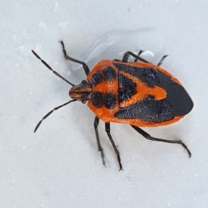 Agonoscelis rutila at Yass River, NSW - 26 Aug 2023