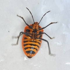 Agonoscelis rutila at Yass River, NSW - 26 Aug 2023