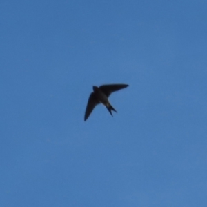 Hirundo neoxena at Braidwood, NSW - 26 Aug 2023 04:32 PM