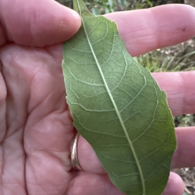 Alectryon subcinereus (Native Rambutan) at Kangaroo Valley, NSW - 27 Aug 2023 by lbradley